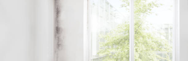 Best Forensic Mold Investigation  in Earlington, KY